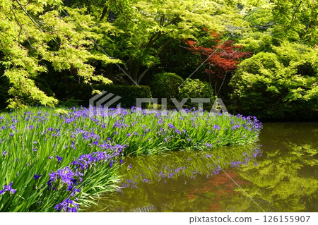 A garden with a pond filled with blooming iris flowers 126155907