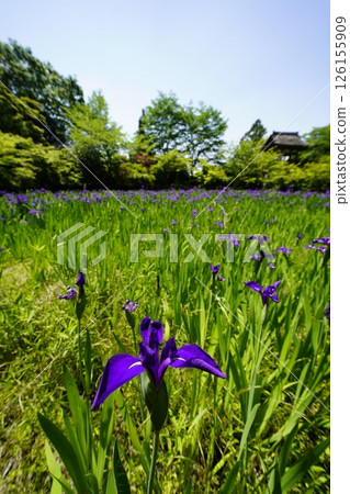 A garden with a pond filled with blooming iris flowers 126155909