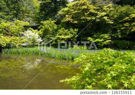 有池塘的花園，池塘裡盛開著鳶尾花 126155911