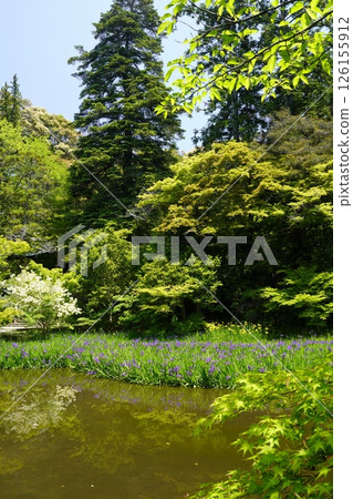 A garden with a pond filled with blooming iris flowers 126155912