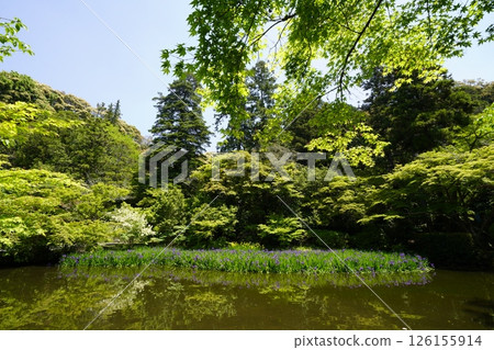 A garden with a pond filled with blooming iris flowers A garden with a pond filled with blooming iris flowers 126155914