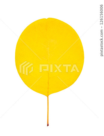 yellow autumn dry leaf isolated on white background with clipping path 126156006