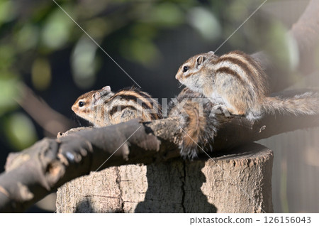 兩隻友善的花栗鼠，一對（雄性和雌性圖像） 126156043
