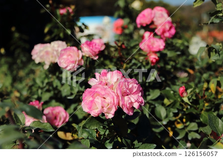 Arao City Ominous Citizen Flower Bed Rose Flower, 126156057