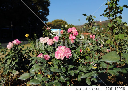 Arao City Ominous Citizen Flower Bed Rose Flower, 126156058