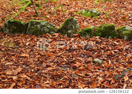 A walkway covered with fallen leaves and moss-covered curbs 126156122