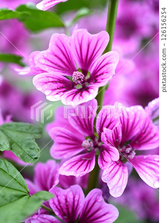 Mallard flowers wet with rain 126156254