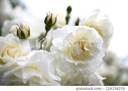 白玫瑰花 126156259