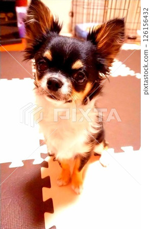 Chihuahua that can sit well Chihuahua that can sit well 126156432