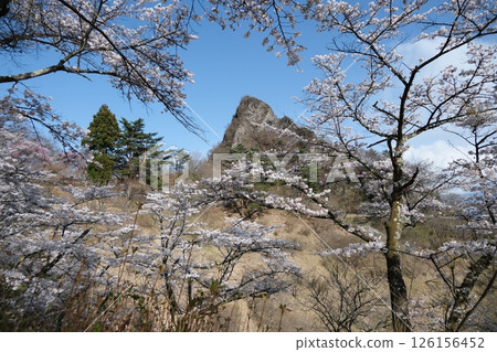 Gunma Prefecture, Shimonita Town, Mt. Myogi, Sakura Village Cherry Blossoms and Mt. Kinkei, April 14, 2025 126156452