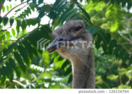 Close-up of an ostrich's head. A squinting ostrich against a background of vegetation. 126156764