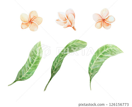 Plumeria set. Pink pastel flowers and green leaves. Hand drawn watercolor illustration isolated on white. For cards, invitations, summer and tropical banners, posters. 126156773