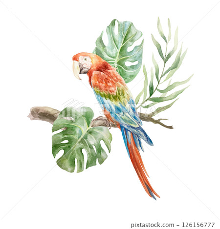 Macaw parrot sitting on a branch with tropical monstera and palm leaves. Hand drawn watercolor illustration isolated on white. For postcards, invitations, design element for summer banners, posters. Macaw parrot sitting on a branch with tropical monstera and palm leaves. Hand drawn watercolor illustration isolated on white. For postcards, invitations, design element for summer banners, posters. 126156777