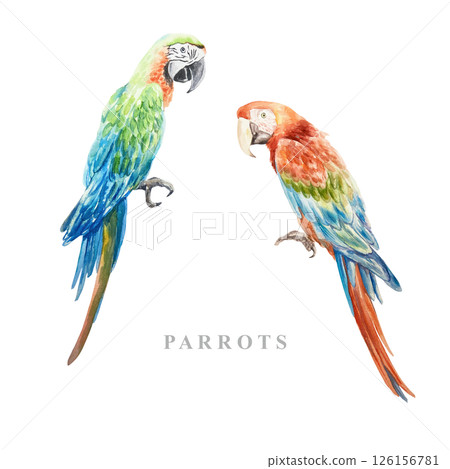 Macaw parrots, blue and red. Sitting exotic birds. Hand drawn watercolor illustration isolated on white. Postcards, invitations, design element of summer and tropical banners, travel agency posters. 126156781