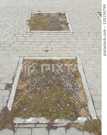 Weeds and Grass Patches in Urban Detail Style with Green and Gray Tones on Paved Walkway Weeds and Grass Patches in Urban Detail Style with Green and Gray Tones on Paved Walkway 126156799