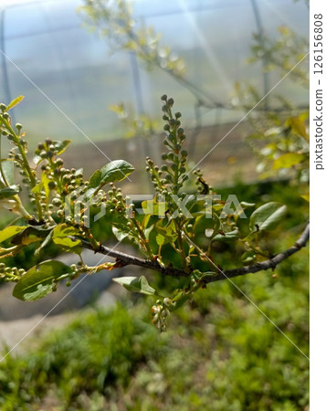 The blooming spring buds and bright green leaves on the branches of the red cherry in an Optimistic mood Symbolize New growth against the blurred background of the greenhouse 126156808