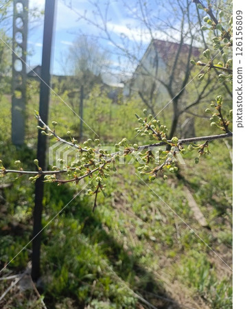 Delicate spring thorn buds in Macro style in light green tones, symbolizing New growth and renewal on a gently blurred garden background 126156809