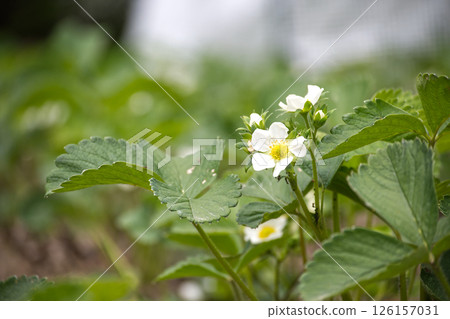 Delicate white strawberry blossoms bloom amidst lush green leaves in a sunlit garden setting. 126157031