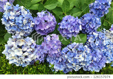Light blue-purple hydrangea flowers 126157074