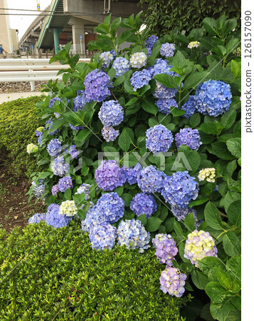 淡藍紫色繡球花 126157090
