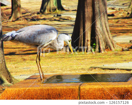 A grey heron drinking water from a fountain (Toneri Park, Adachi Ward, Tokyo) 126157126