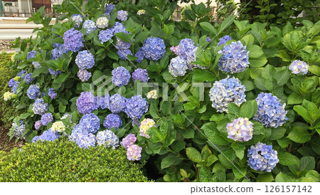 淡藍紫色繡球花 126157142