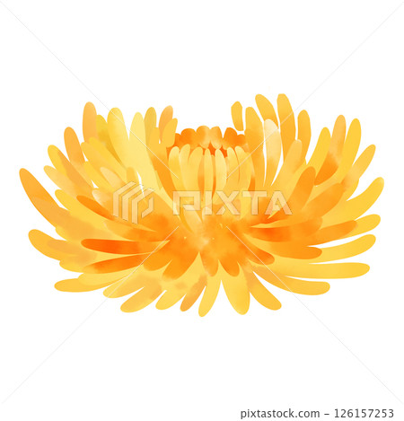 黃色菊花水彩插圖 126157253