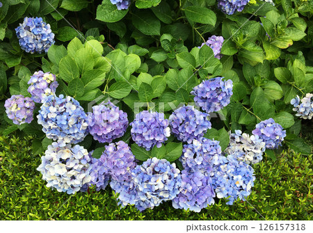 Light blue-purple hydrangea flowers Light blue-purple hydrangea flowers 126157318