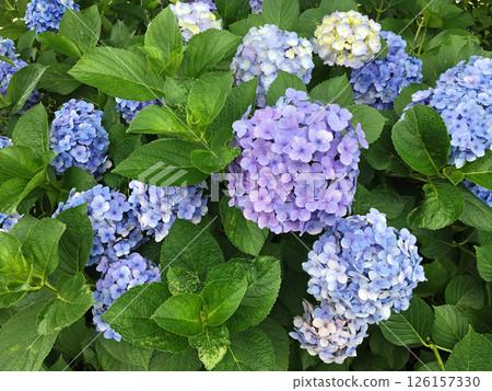 淡藍紫色繡球花 126157330