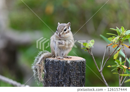 花栗鼠 126157444
