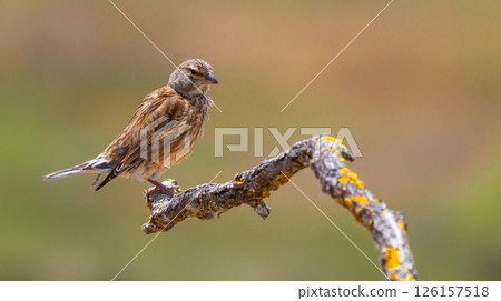 Rock Sparrow, Spain Rock Sparrow, Spain 126157518