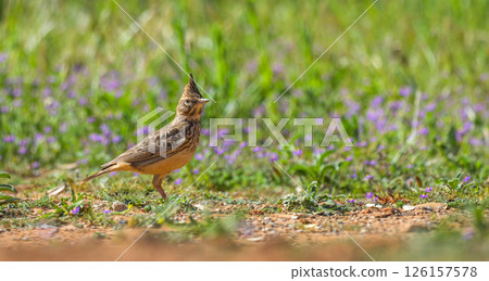 Crested Lark, Spain Crested Lark, Spain 126157578