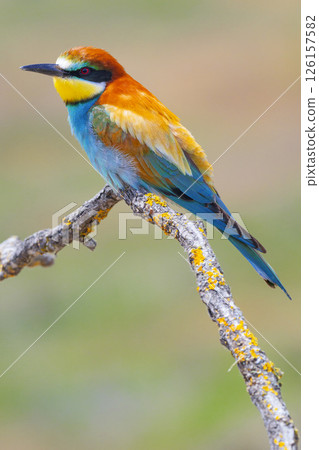 Bee-eater, Spain Bee-eater, Spain 126157582