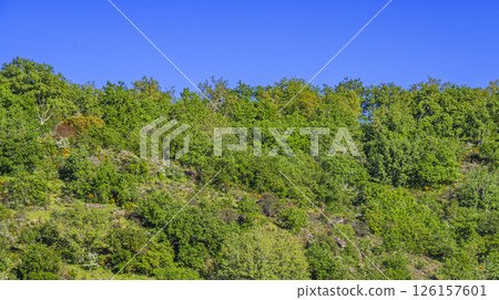 Mediterranean Forest Scrub, Spain Mediterranean Forest Scrub, Spain 126157601