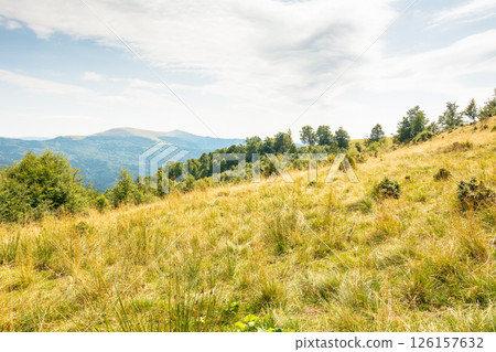 landscape of carpathian mountains in late summer. alpine scenery with primeval beech forest behind the grassy meadow beneath a cloudy sky at high noon. outdoor adventure in great highland 126157632