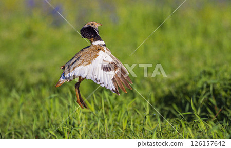 Little Bustard, Spain 126157642