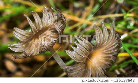 Wild Mushroom, Sierra de Guadarrama National Park, Spain Wild Mushroom, Sierra de Guadarrama National Park, Spain 126157648