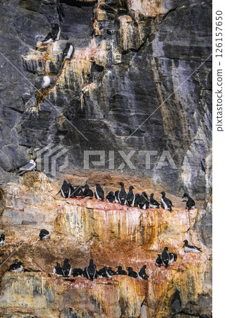 Brunnich's Guillemot, Arctic Brunnich's Guillemot, Arctic 126157650