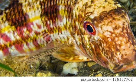 Striped Mullet, Cabo Cope-Puntas del Calnegre Natural Park, Spain Striped Mullet, Cabo Cope-Puntas del Calnegre Natural Park, Spain 126157702