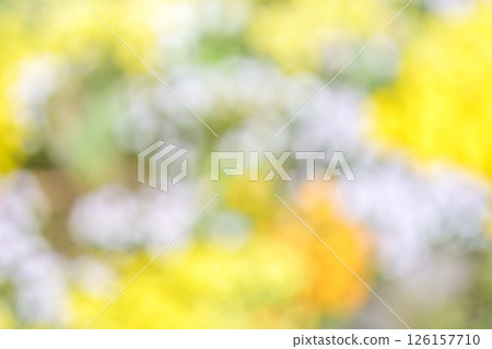 黃色 白色 綠色 花卉 植物 散景 失焦 126157710