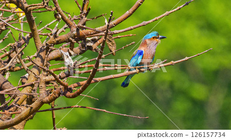 Indian Roller, Royal Bardia National Park, Nepal Indian Roller, Royal Bardia National Park, Nepal 126157734