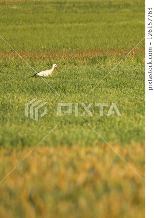 White Stork, Spain White Stork, Spain 126157763