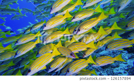 Blue-striped Snapper, Maldives Blue-striped Snapper, Maldives 126157894