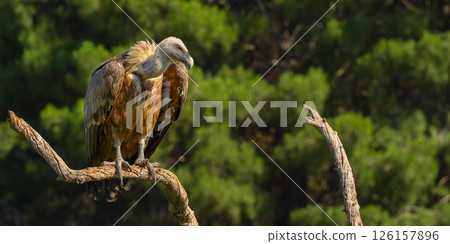 Eurasian Griffon Vulture, Spain 126157896