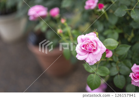 Pink roses, rose flowers, flowers, early summer, summer, material 126157941