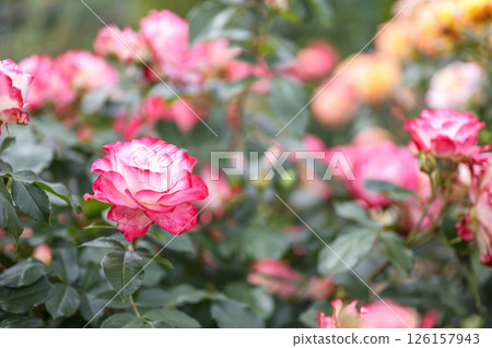 Pink and white roses, rose flower, flower, white, pink, early summer, summer, material Pink and white roses, rose flower, flower, white, pink, early summer, summer, material 126157943