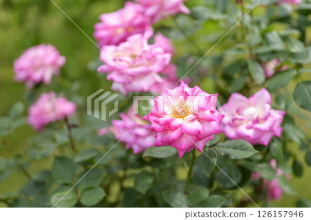 粉紅和白玫瑰，玫瑰花，花，白色，粉紅色，初夏，夏季，材料 126157946