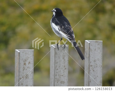 White Wagtail (Fukuyama City, Hiroshima Prefecture) Photographed in May 2025 126158013