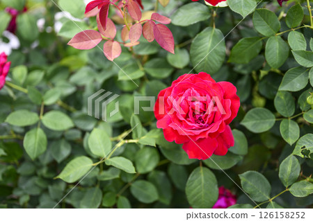紅玫瑰花初夏五月圖像 126158252