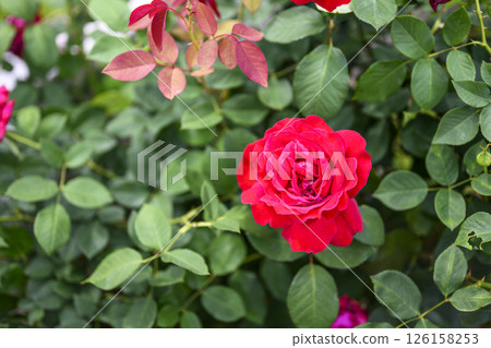 紅玫瑰花初夏五月圖像 紅玫瑰花初夏五月圖像 126158253